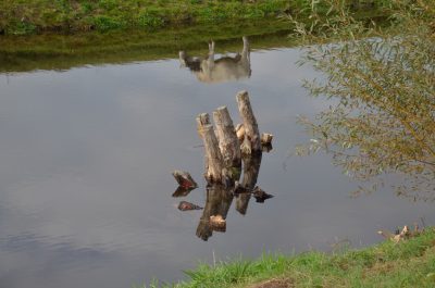 Ökologie
